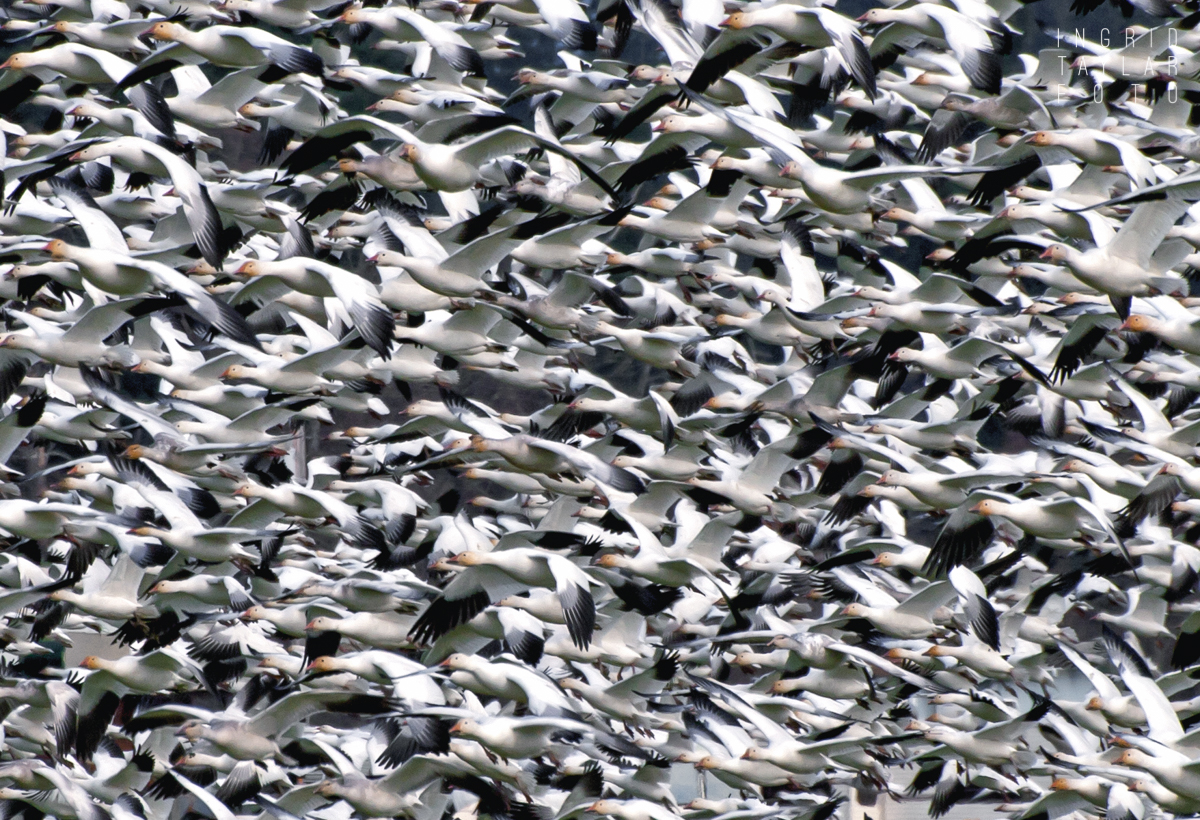 Snow Goose Flock in Flight