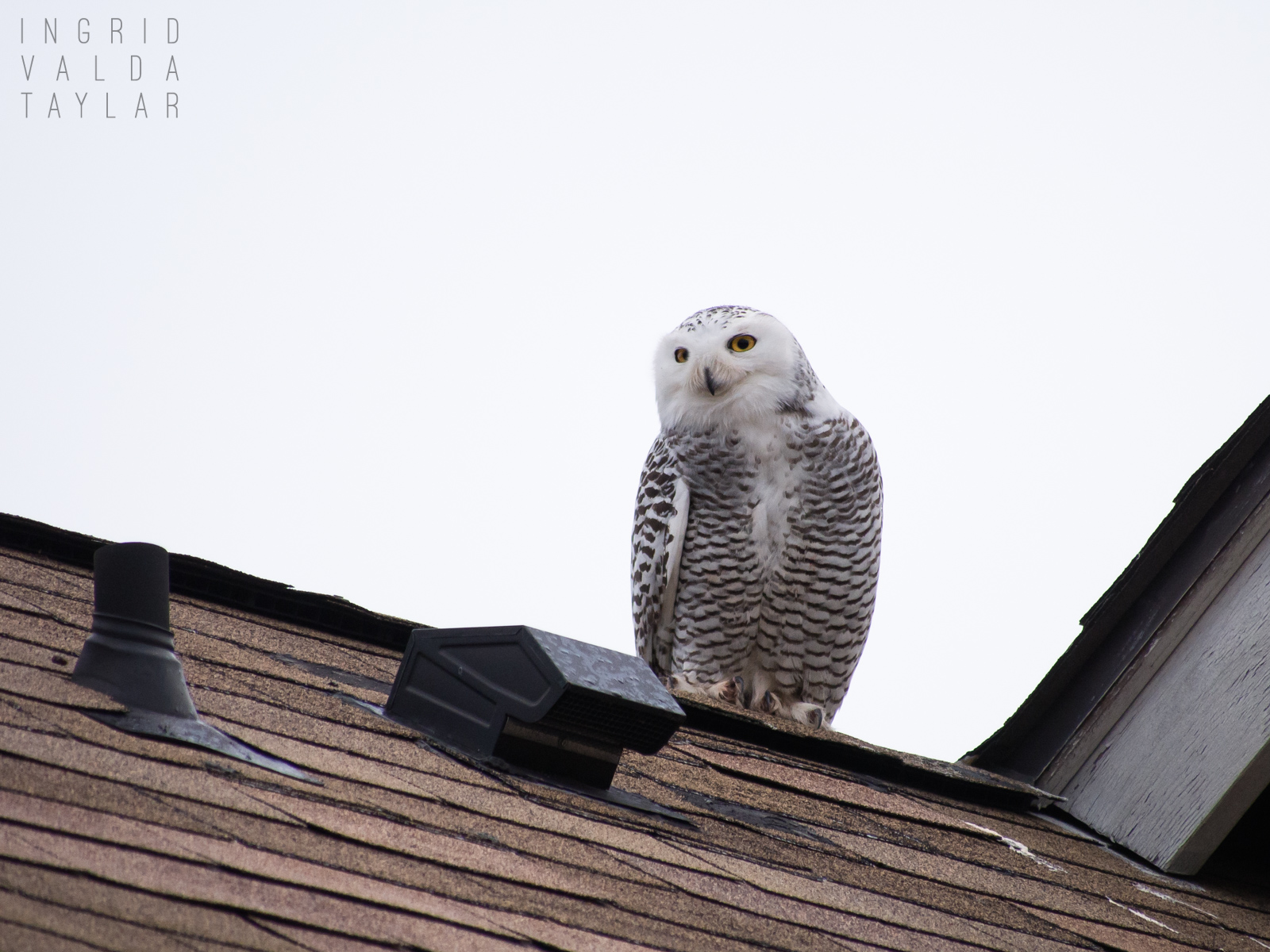 Snowy Owl on Seattle Rooftop