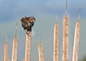 Song Sparrow on Cattails