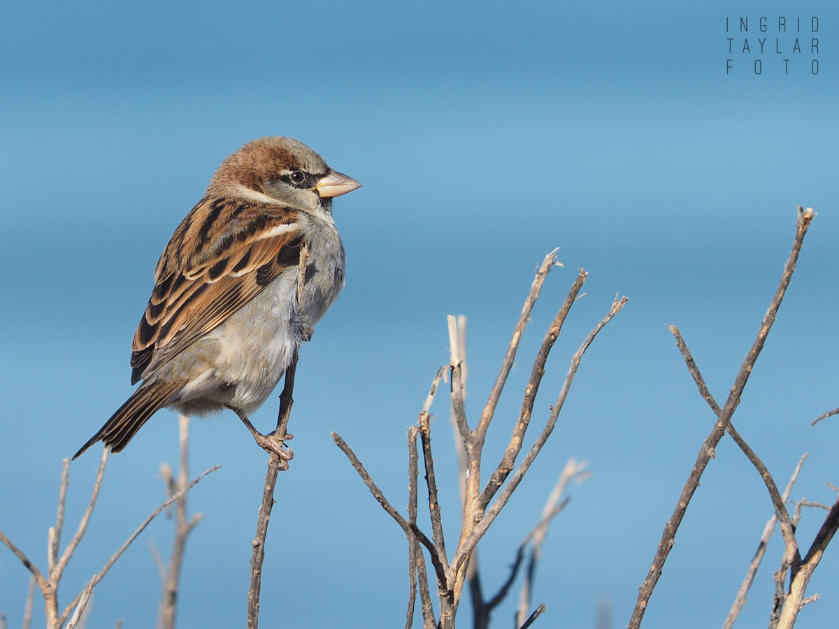 Sparrow in Reeds