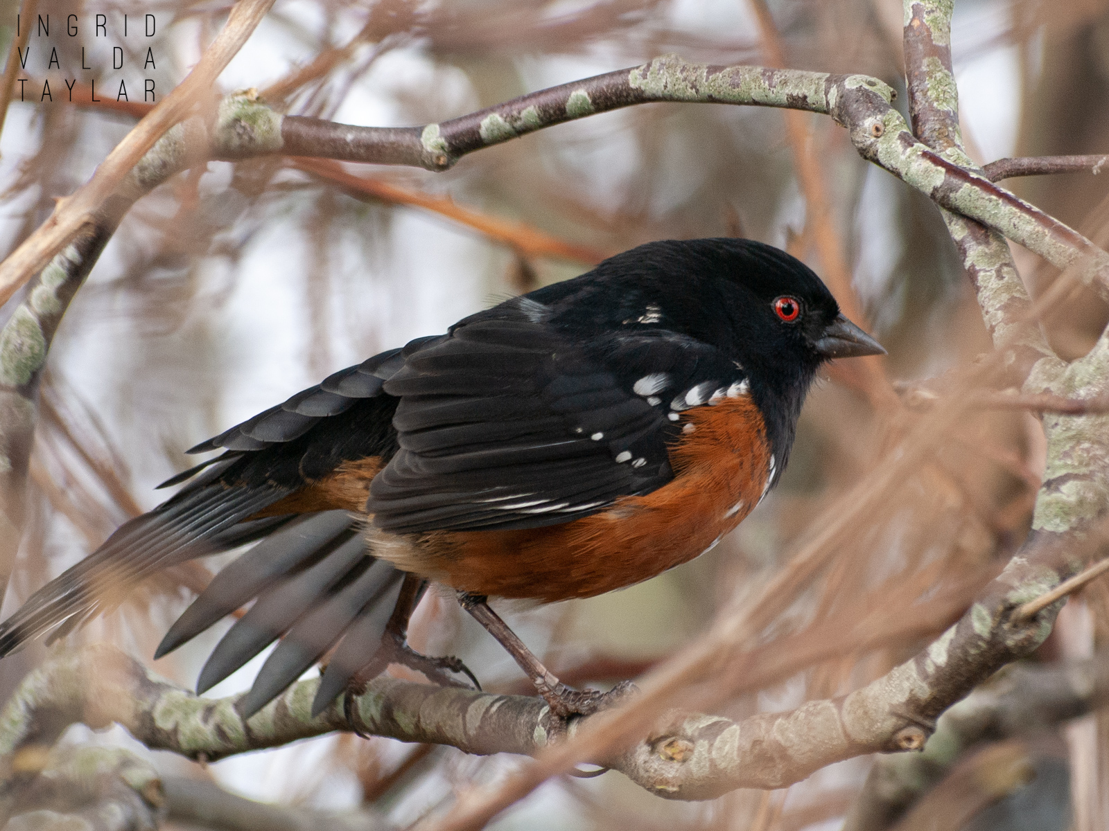 Spotted Towhee Wing Stretch
