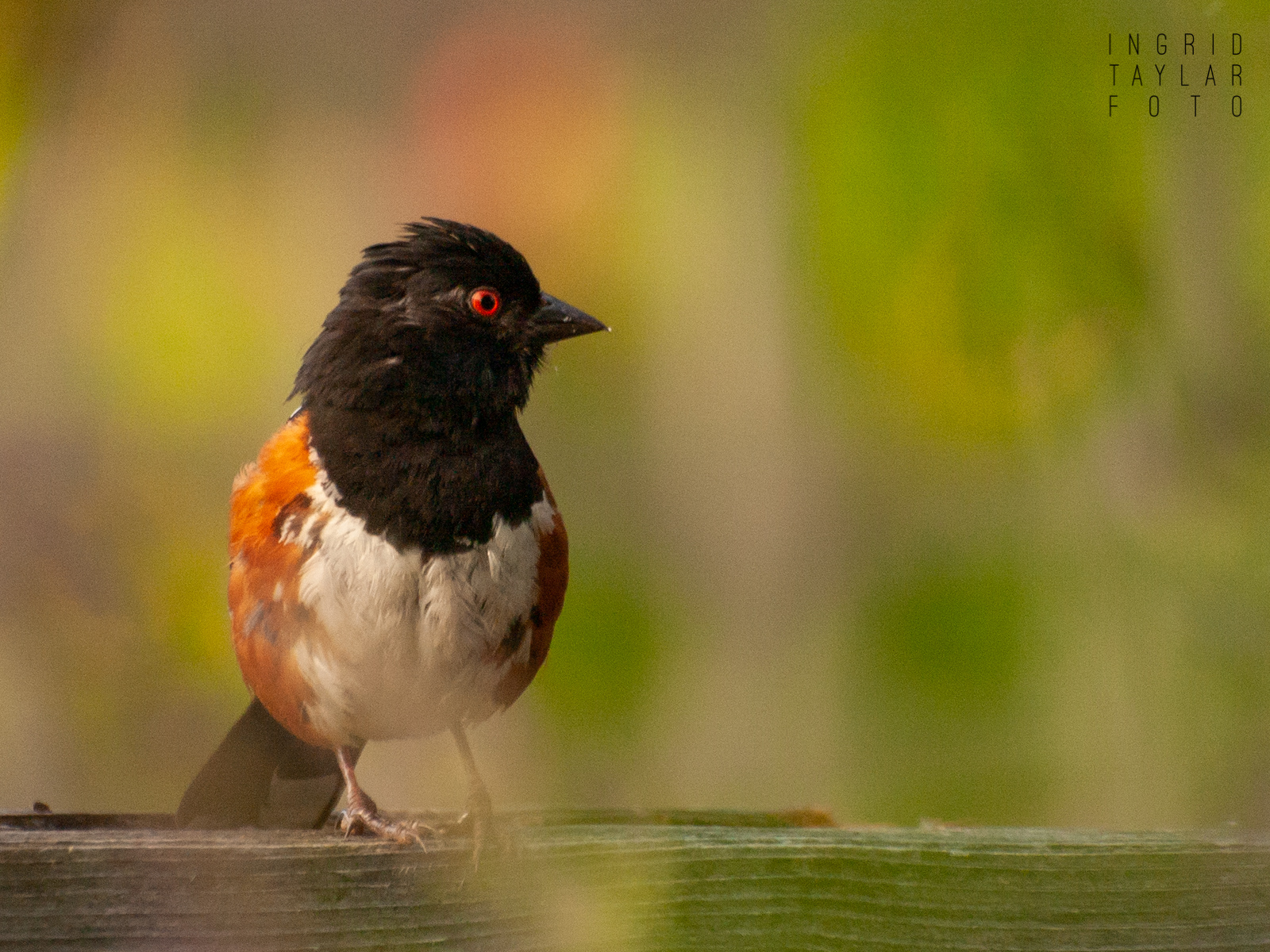 Spotted Towhee at Union Bay Natural Area