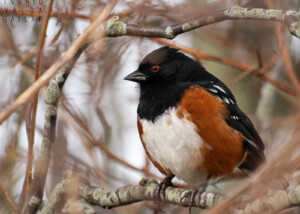 Spotted Towhee in Branches