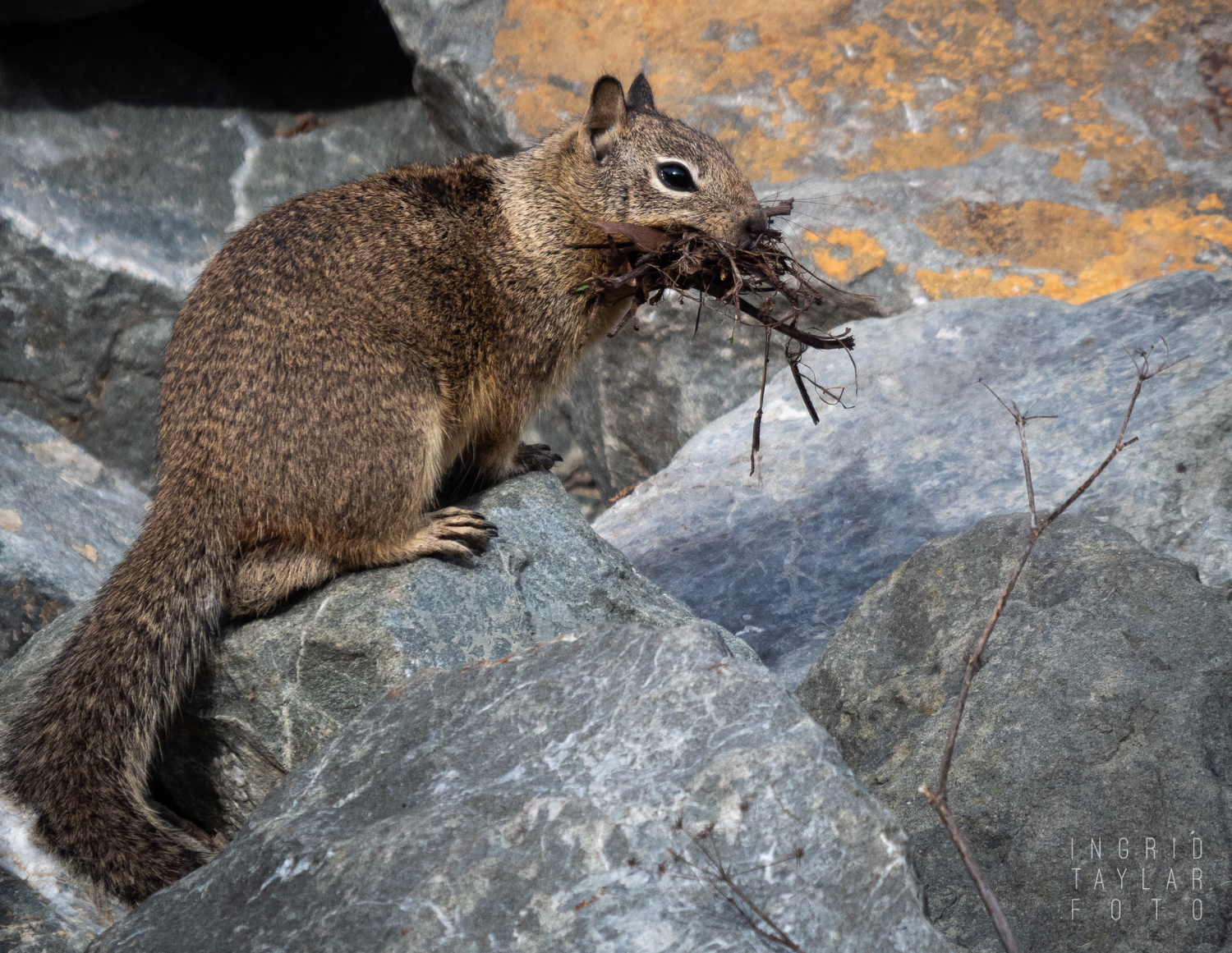 Squirrel with Nesting Material