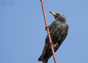 European Starling Perched on Branch