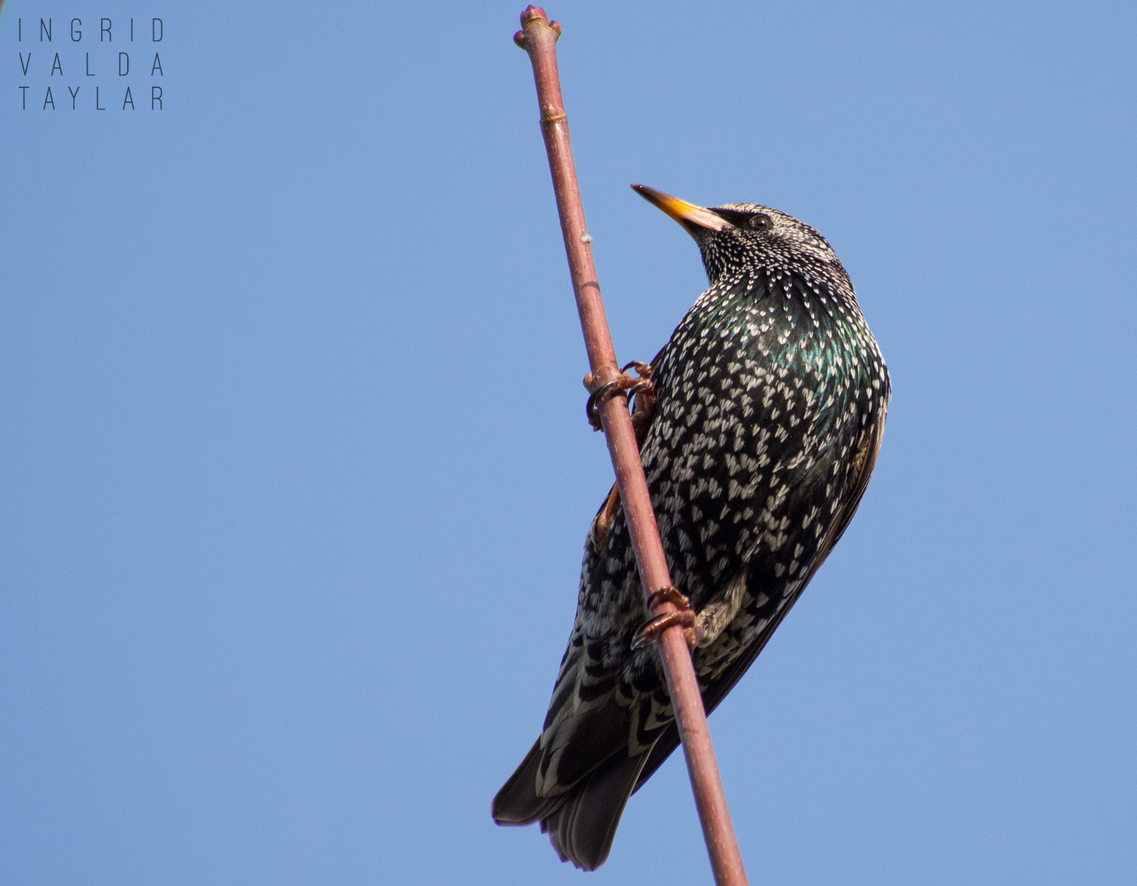 European Starling Perched on Branch