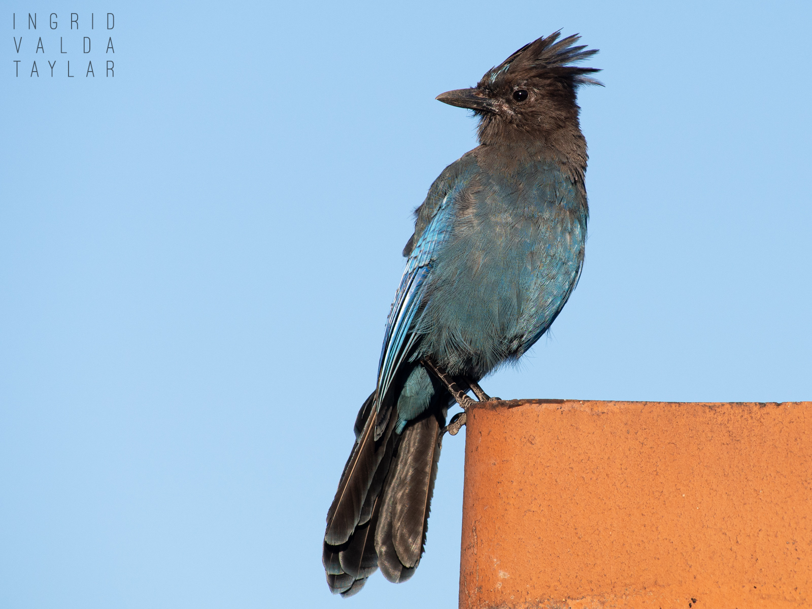 Steller's Jay Perched on Chimney