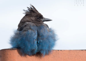 Steller's Jay Perched on Chimney