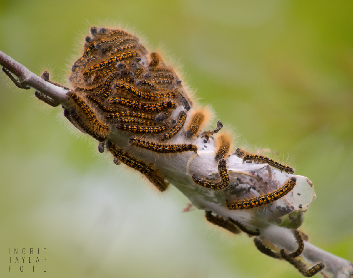 Tent Caterpillar Cluster