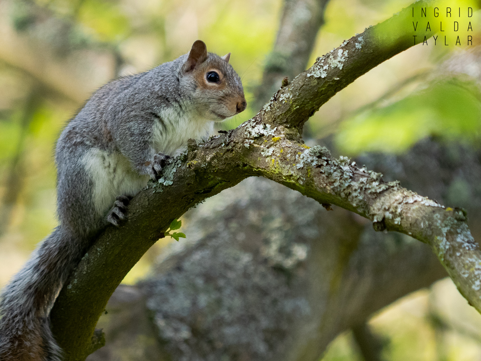 Gray Squirrel on Branch