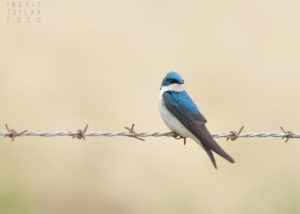 Tree Swallow on Barbed Wire