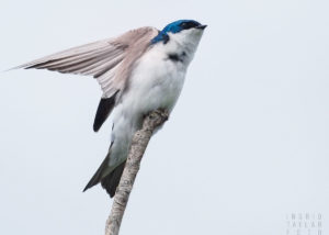 Tree Swallow on Branch