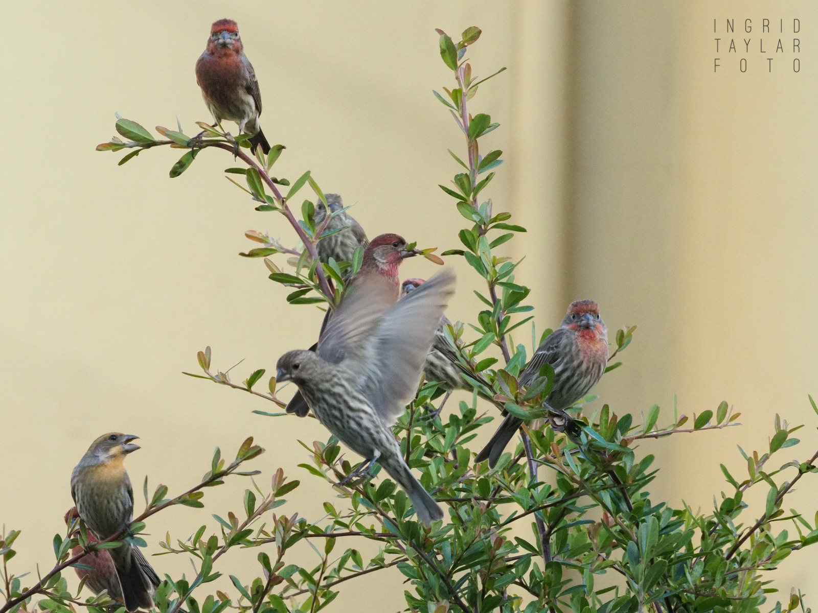 Tree of House Finches