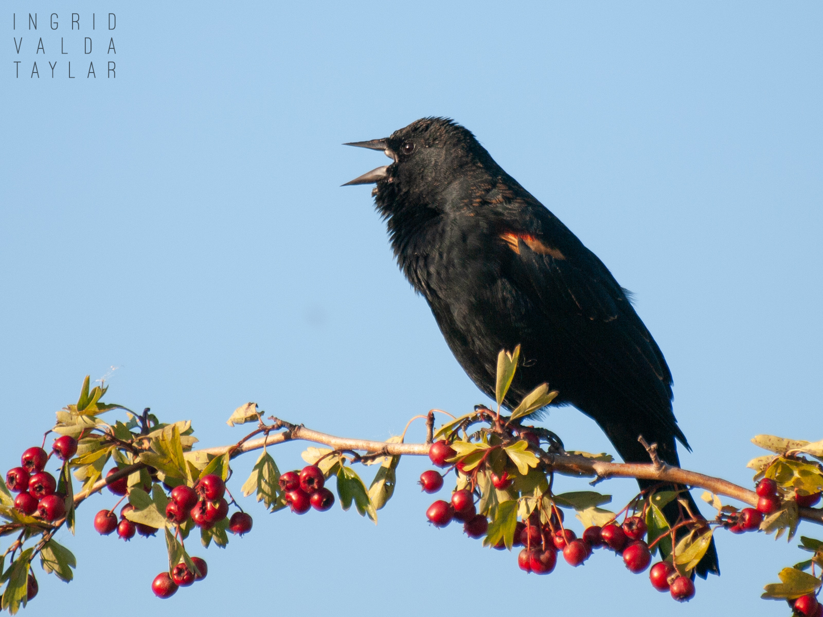 Tri-Colored Blackbird Calling