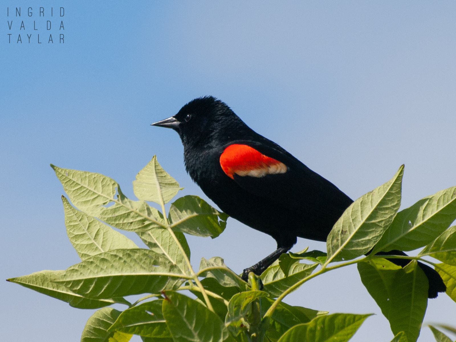 Tri-Colored Blackbird at Union Bay Natural Area