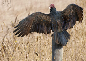 Turkey Vulture Stretching Wings