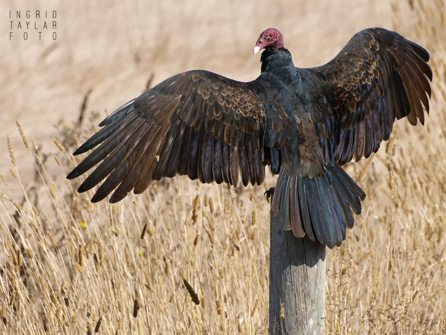 Turkey Vulture Stretching Wings