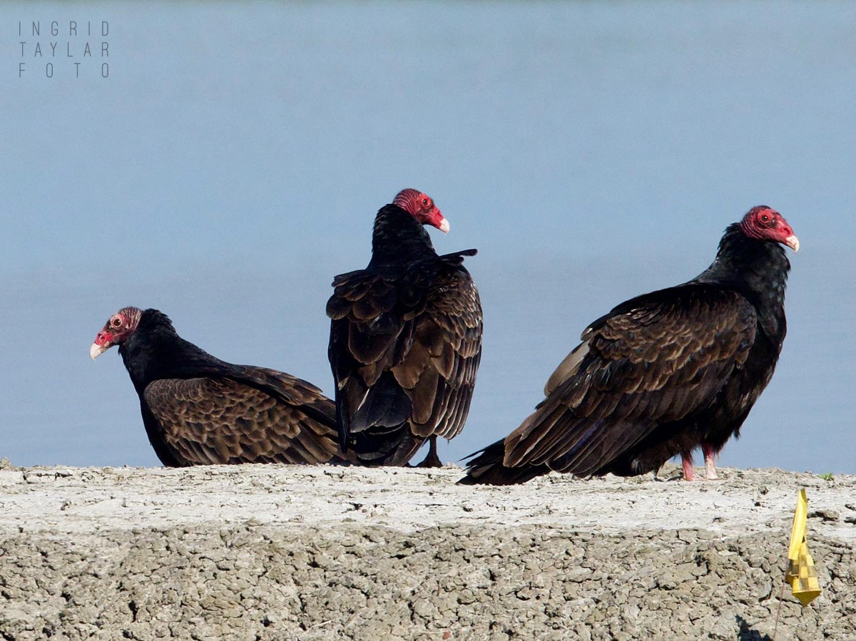 Turkey Vulture Trio Perched at Hamilton Wetlands in Novato