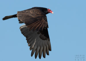 Turkey Vulture in Flight on Blue Sky