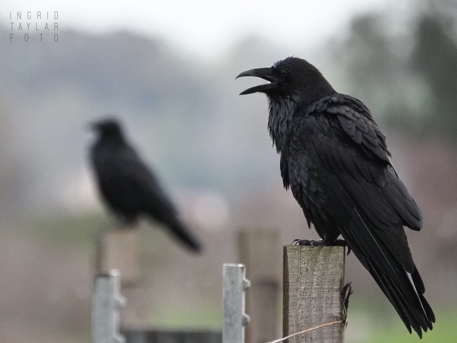 Two Ravens in the Rain