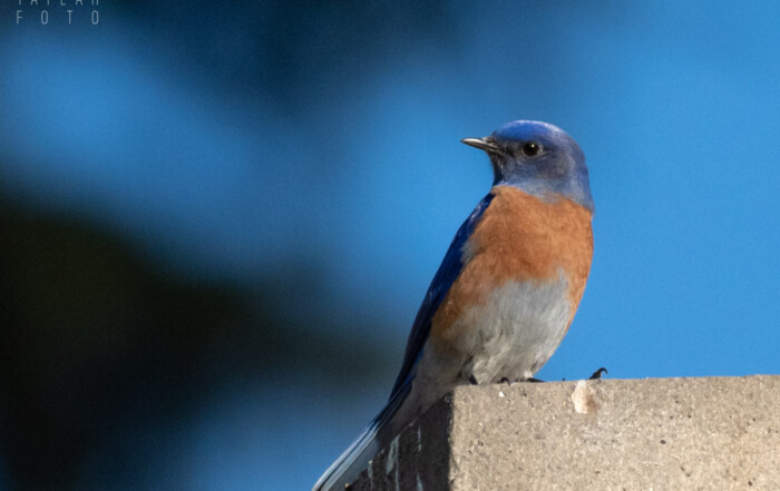 Western Bluebird Perched