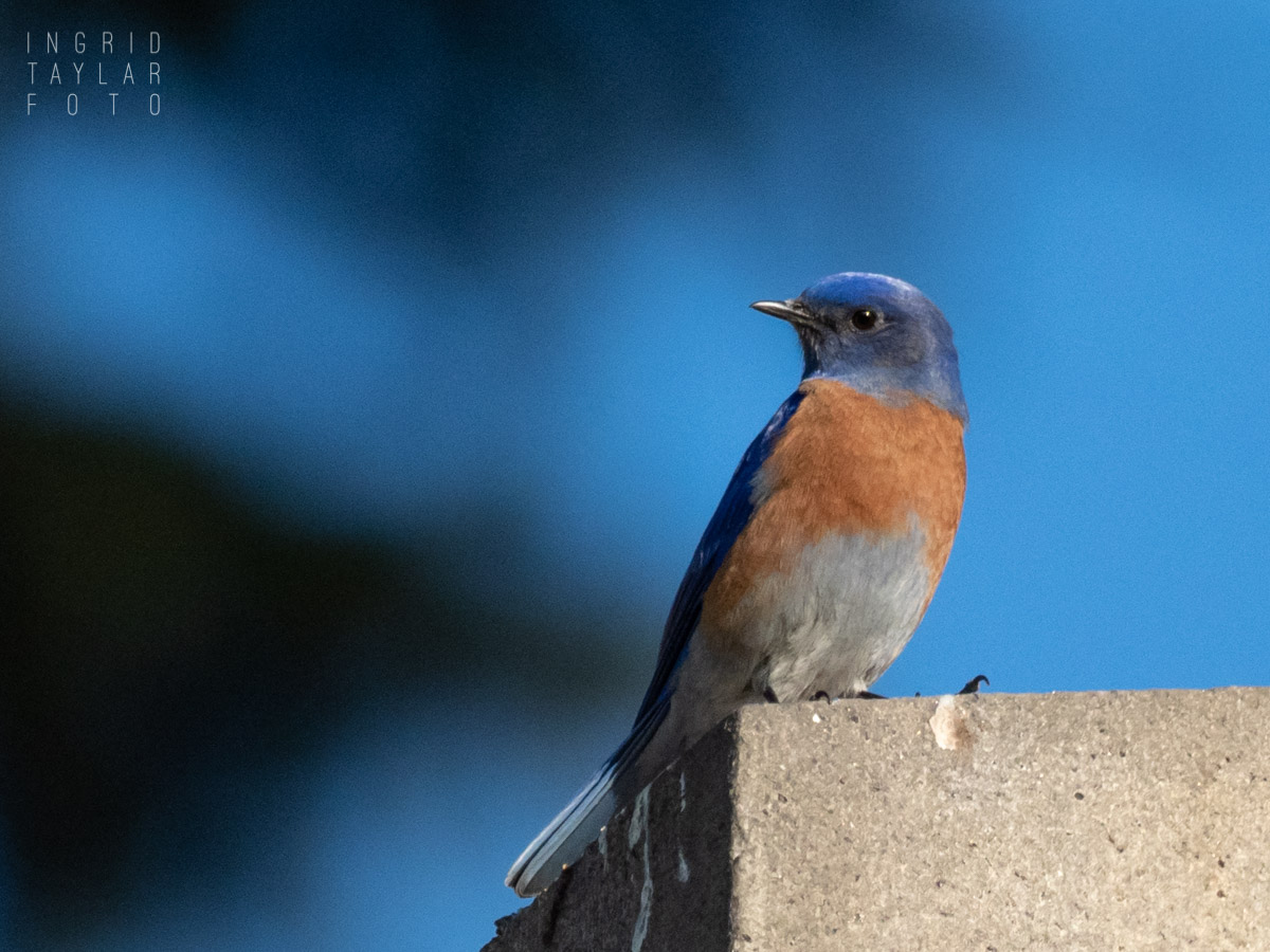Western Bluebird Perched Western Bluebird Perched