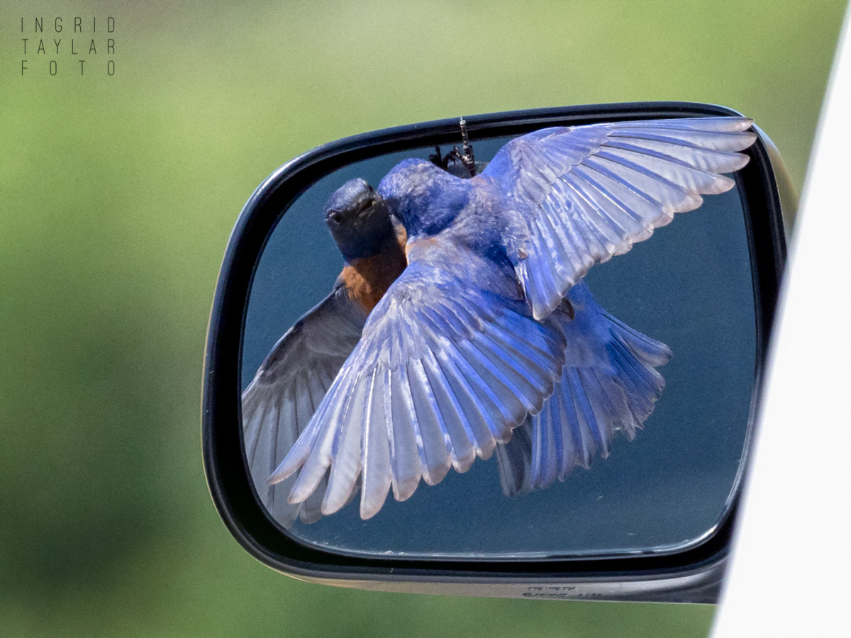Western Bluebird Reflected in Car Mirror