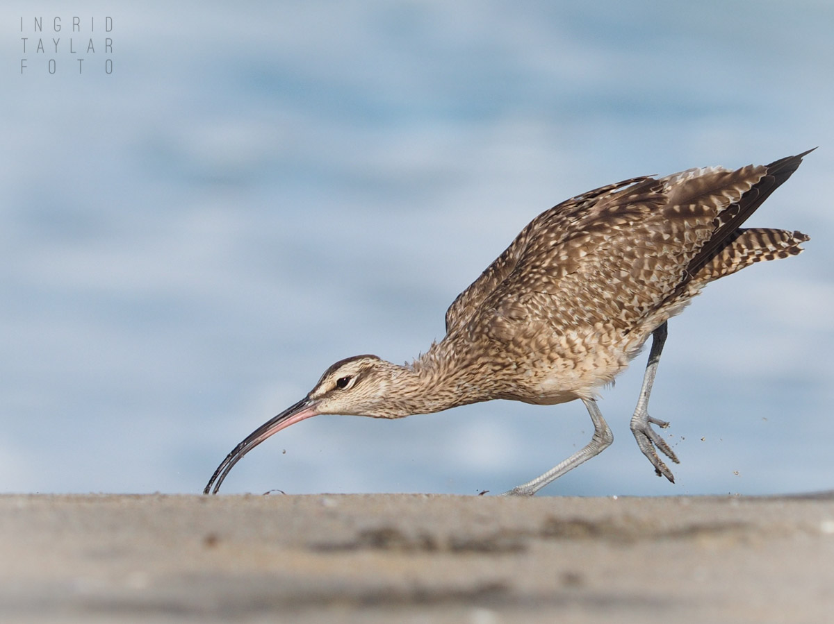 Whimbrel Catching Insects
