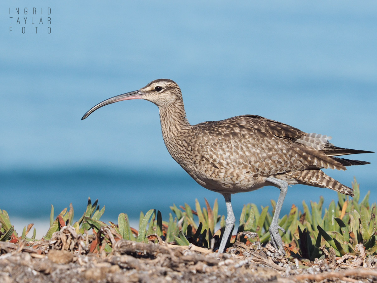 Whimbrel in Ice Plant