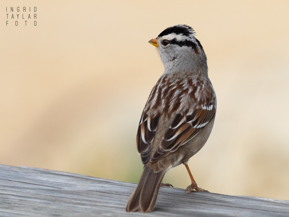 White-Crowned Sparrow at Terranea in Palos Verdes