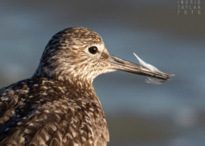 Willet with Preening Feather