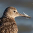 Willet with Preening Feather