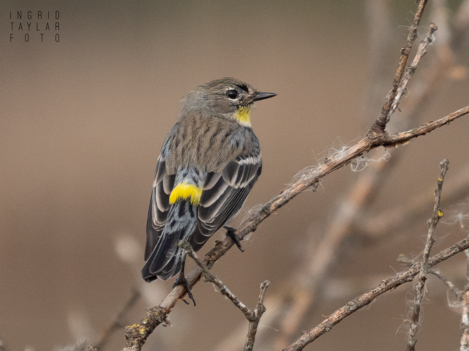 Yellow-Rumped Warbler in Branches