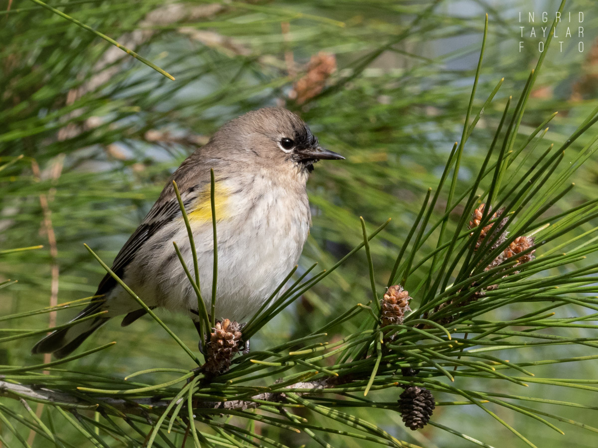 Yellow-Rumped Warbler in Fir Tree
