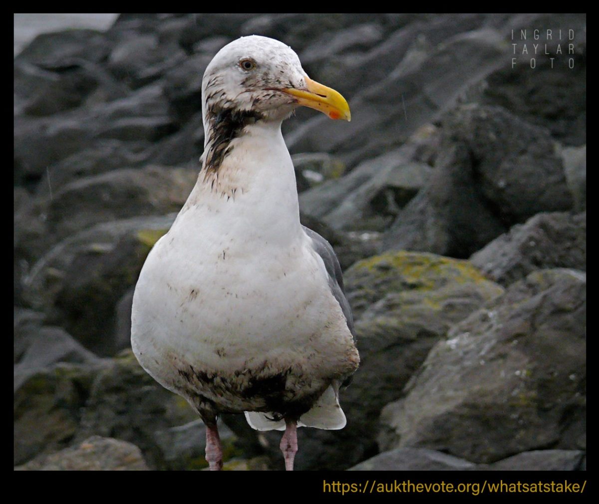 Oiled Gull in Cosco Busan Oil Spill