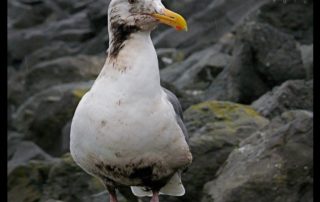 Oiled Gull