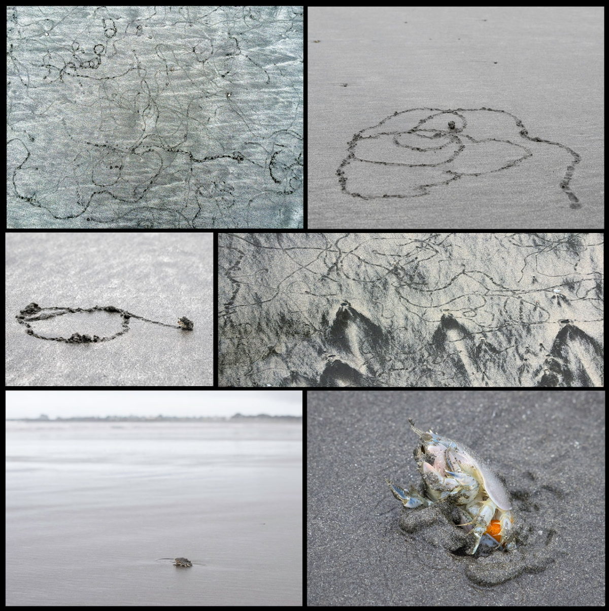 Pacific Mole Crab Collage