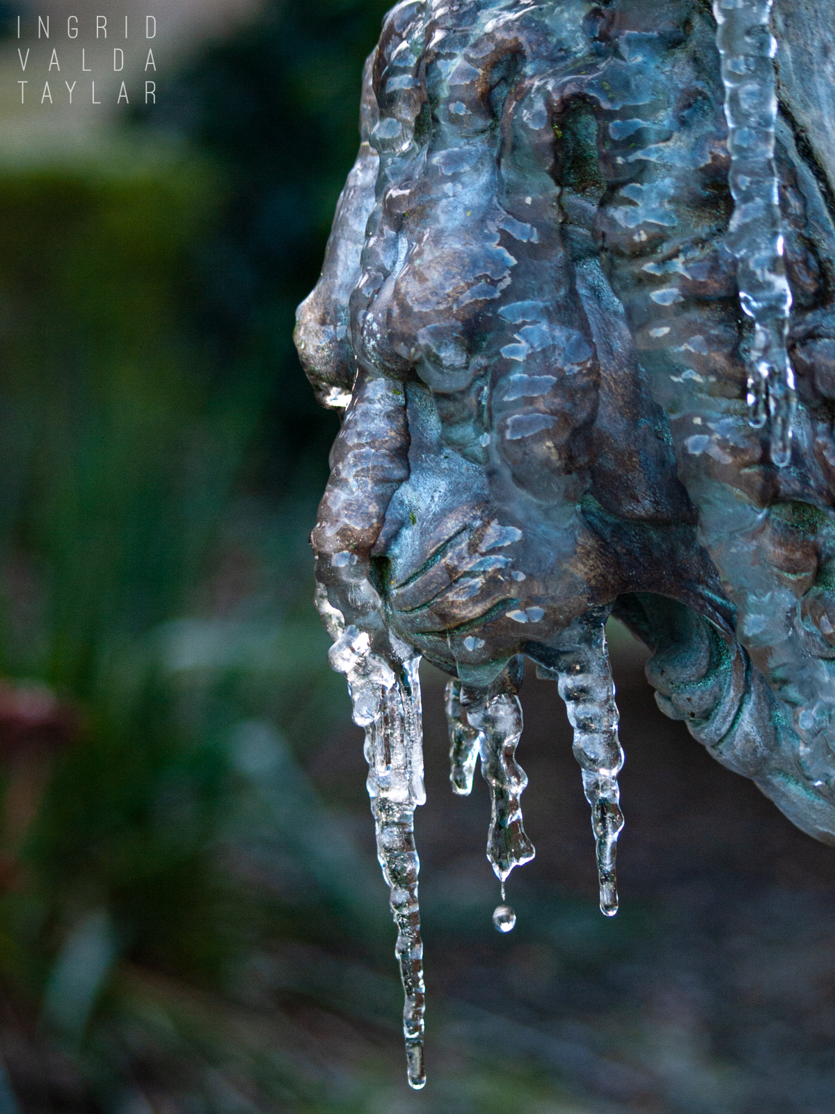Ice on a Lion Fountain Head