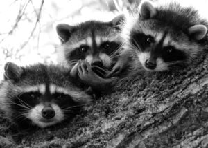 Three Raccoon Kits in Tree