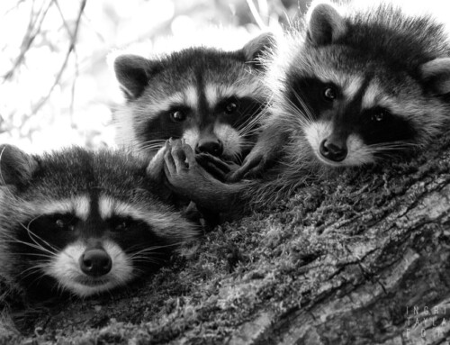 Raccoons