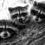 Three Raccoon Kits in Tree