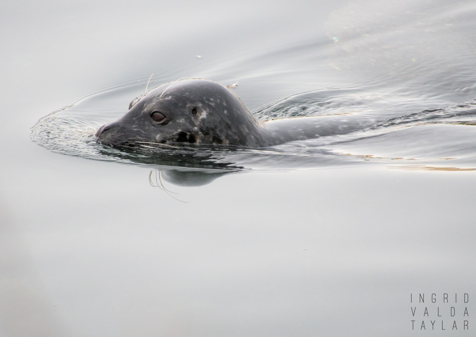 Harbor Seal Swimming in Elliott Bay