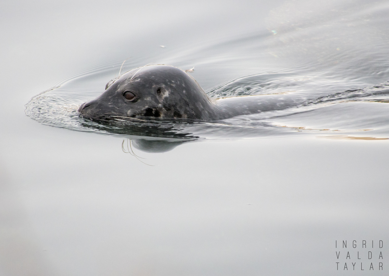 Harbor Seal Swimming in Elliott Bay Harbor Seal Swimming in Elliott Bay
