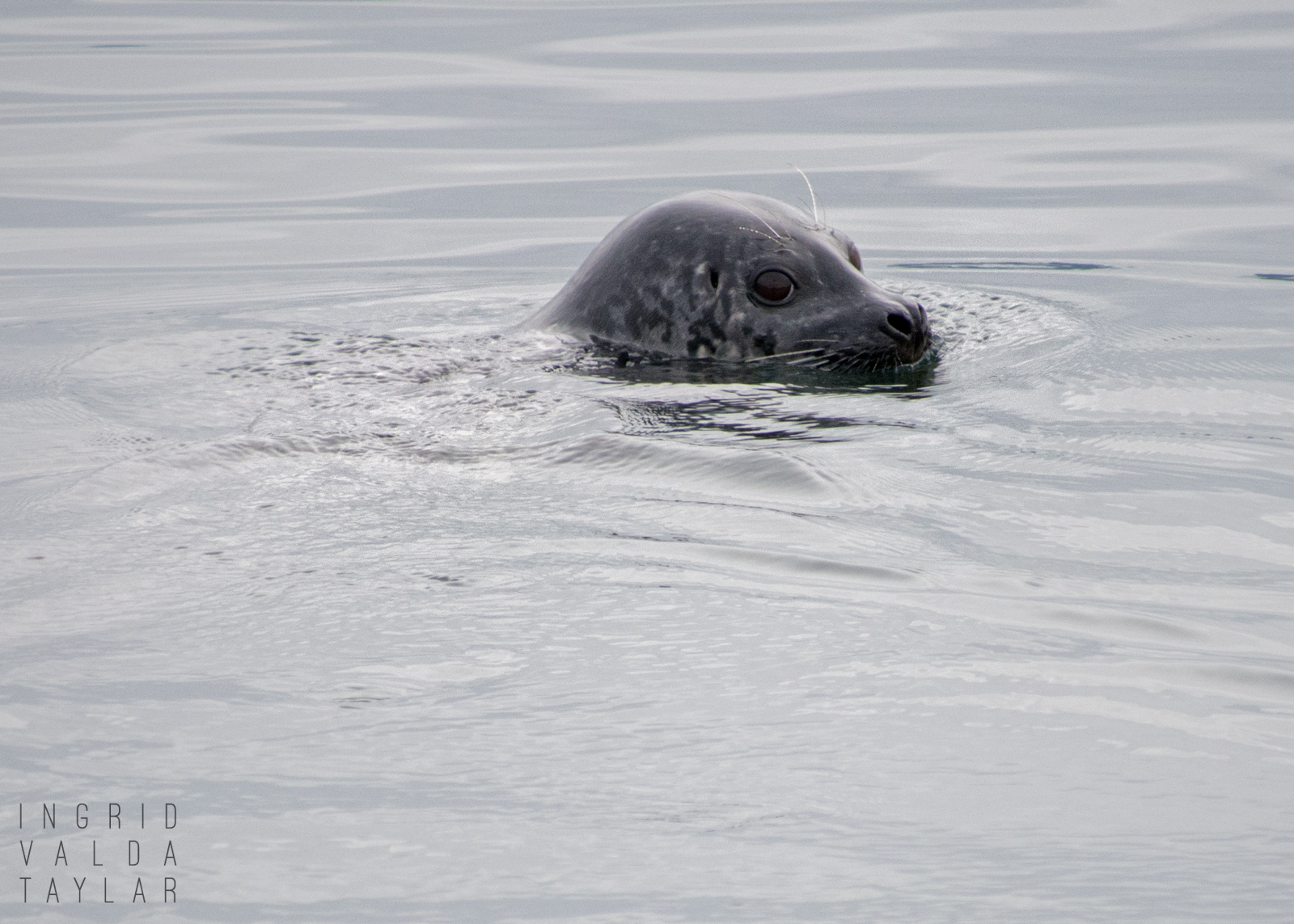 Harbor Seal Swimming in Puget Sound