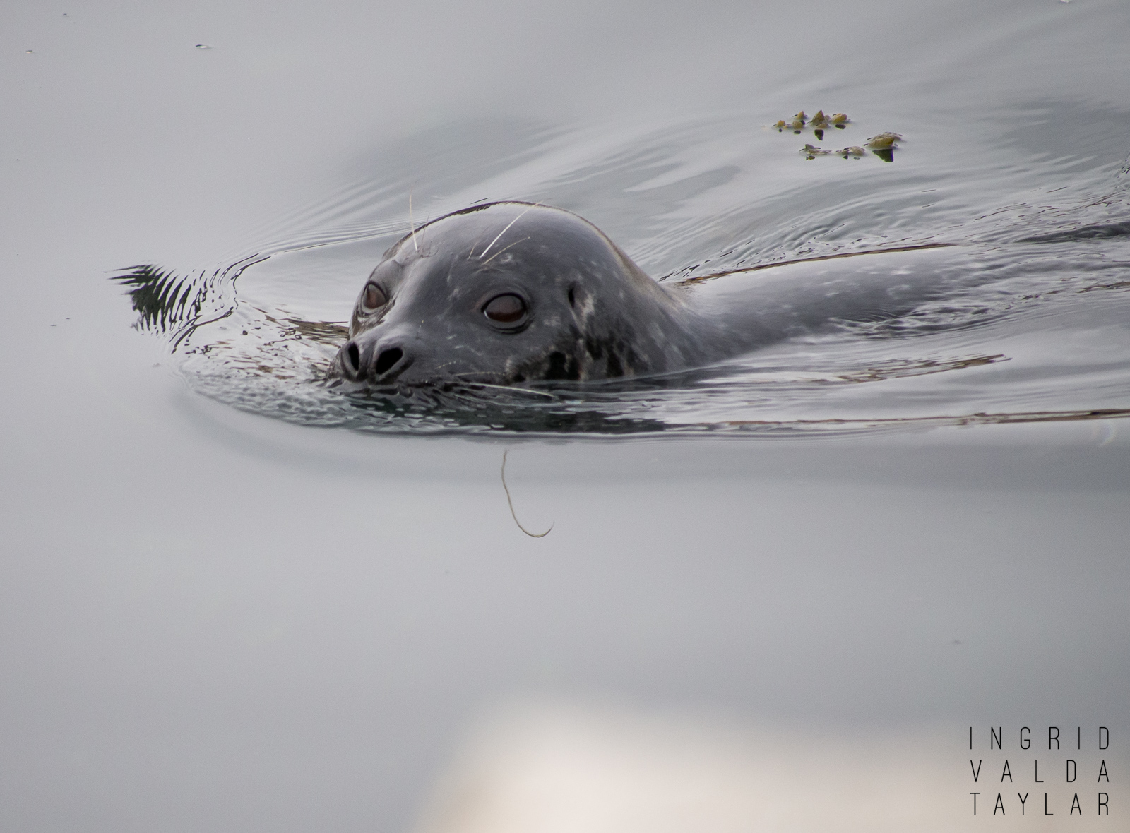 Harbor Seal in Elliott Bay Harbor Seal in Elliott Bay