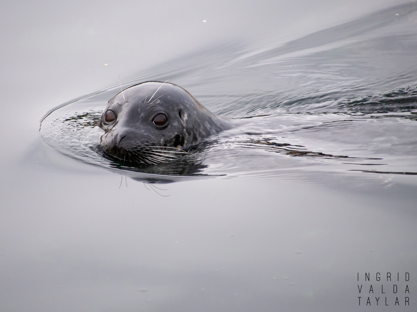 Harbor Seal in Puget Sound