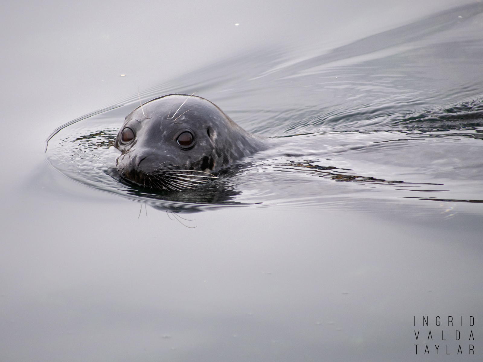 Harbor Seal in Puget Sound Harbor Seal in Puget Sound
