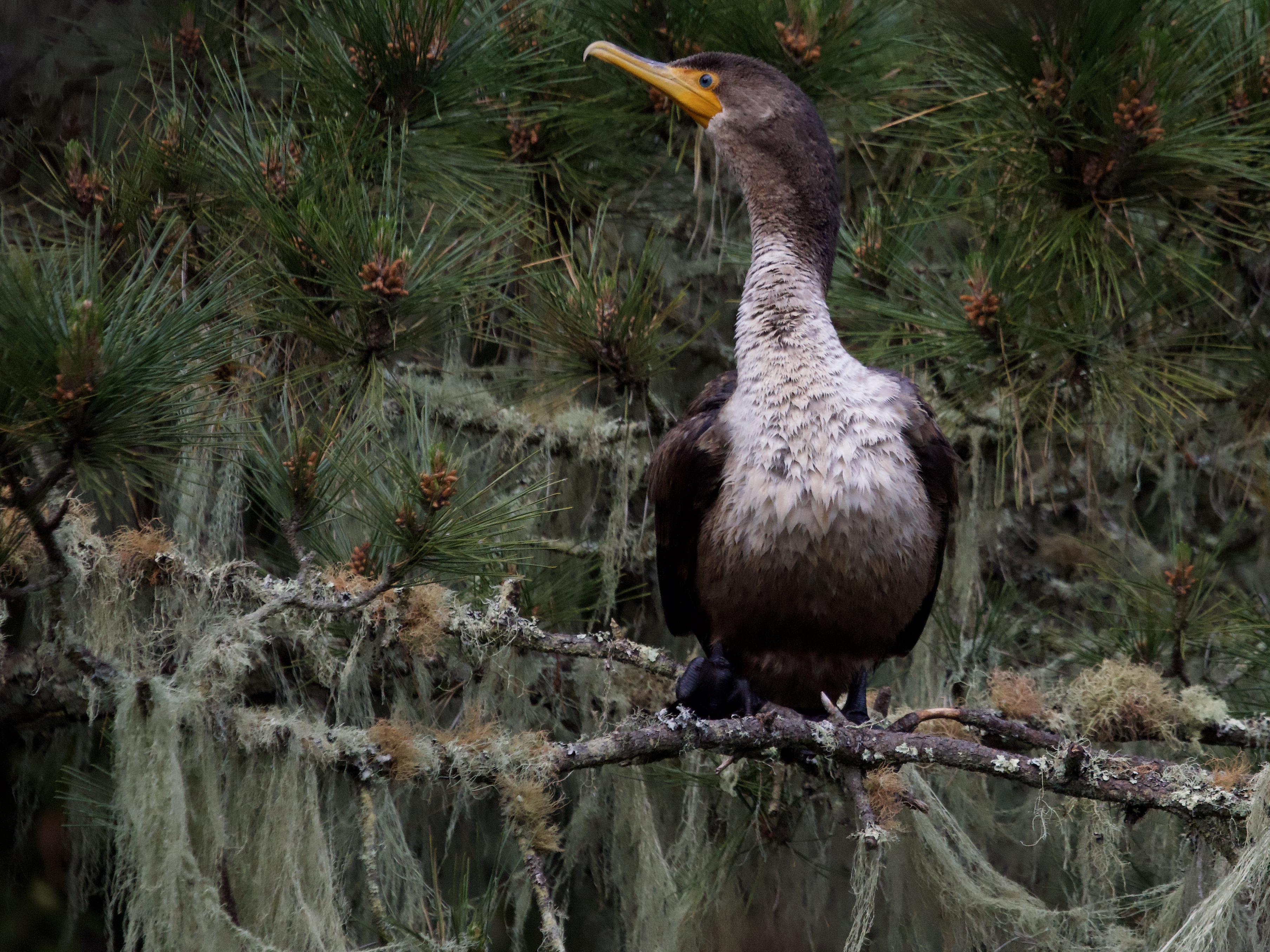 Double-Crested Cormorant Perched in Mossy Tree