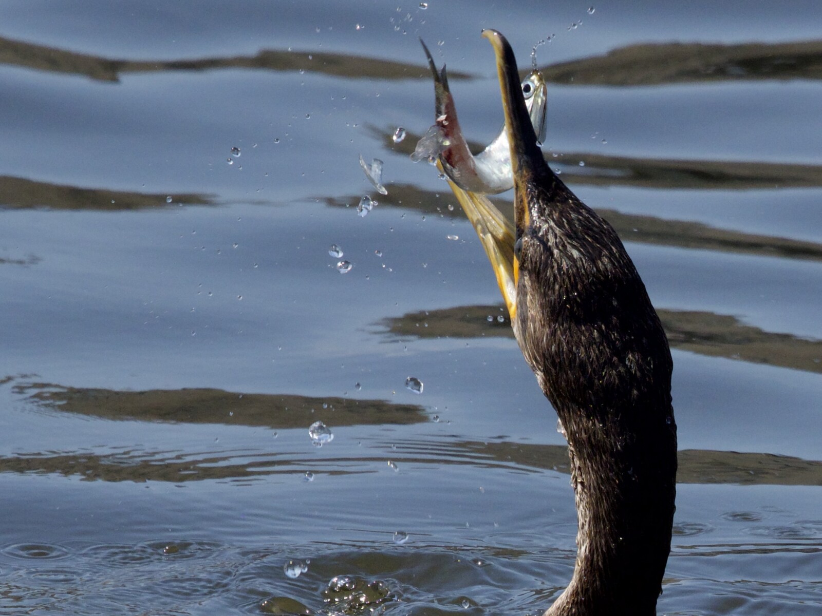 Double-Crested Cormorant with Fish