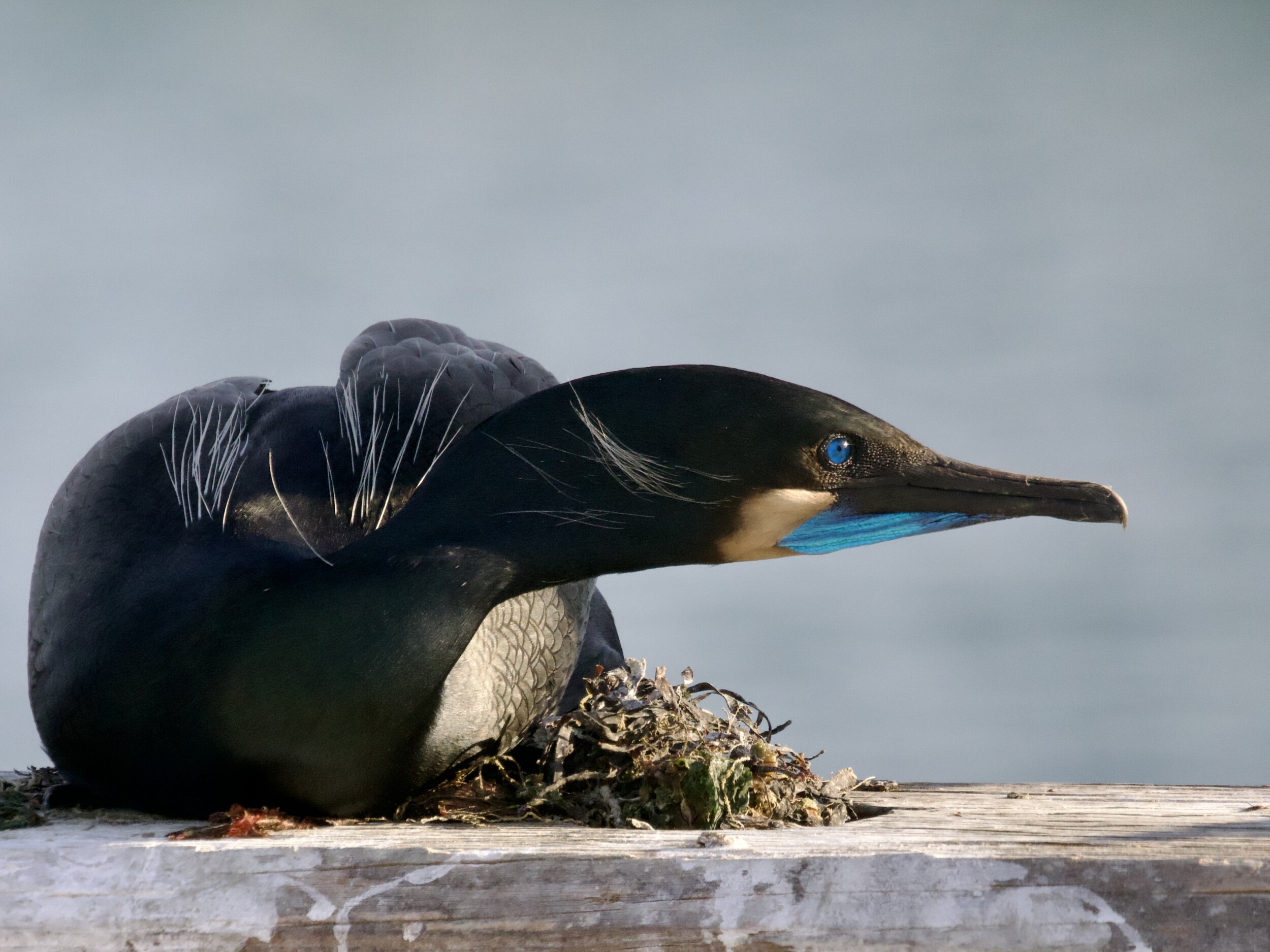 Brandt's Cormorant Starting a Nest in Monterey